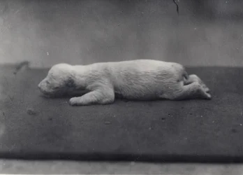 Eisbärenjunges mit noch geschlossenen Augen, liegend auf einer Decke im Londoner Zoo, Januar 1920